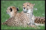 Cheetahs in the Maasai Mara National Reserve